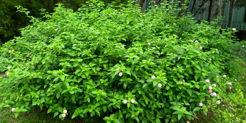 認識校園植物