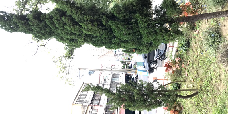 認識校園植物