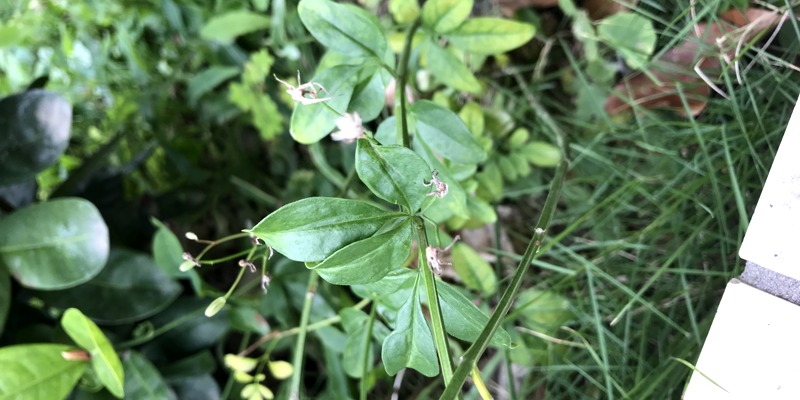 認識校園植物