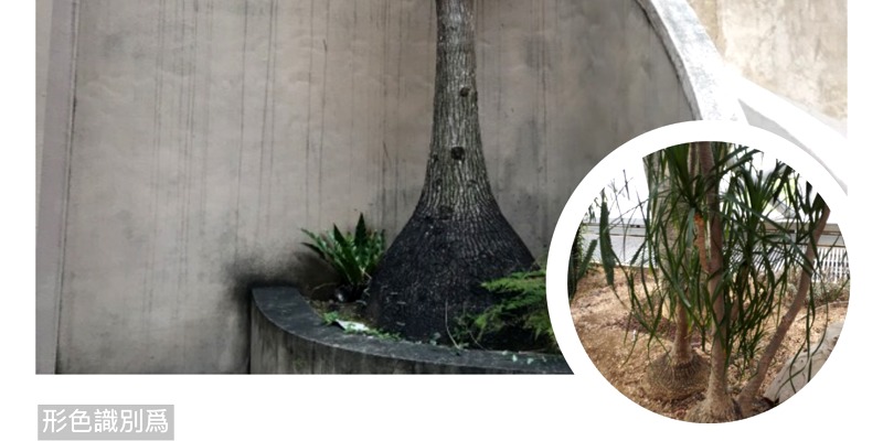 認識校園植物