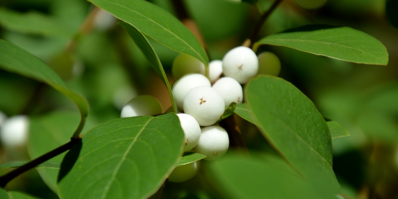 認識校園植物