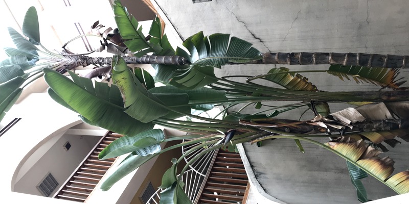 認識校園植物