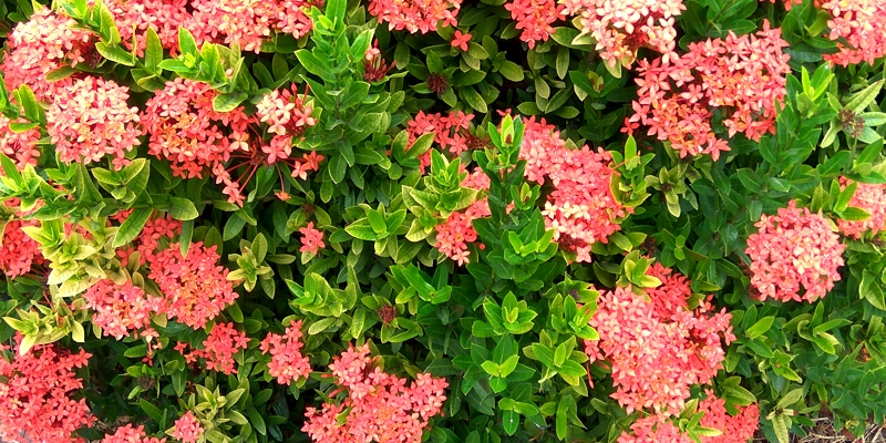 認識校園植物