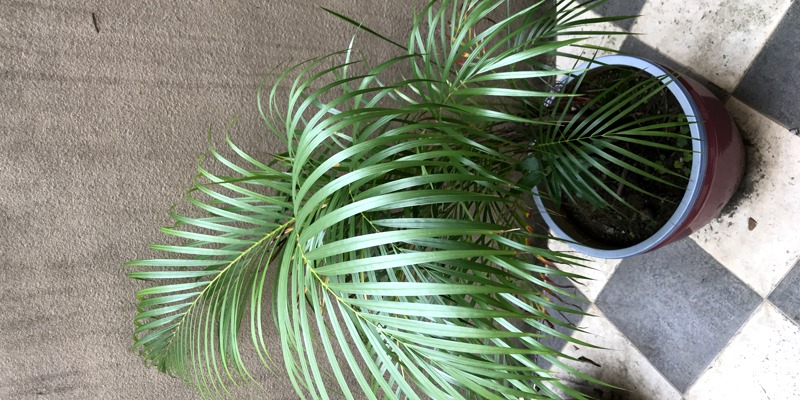 認識校園植物