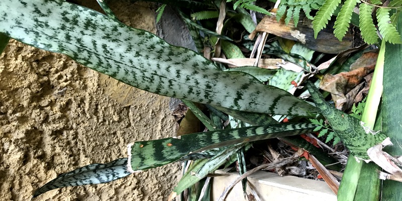 認識校園植物