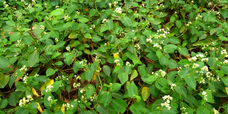 認識校園植物