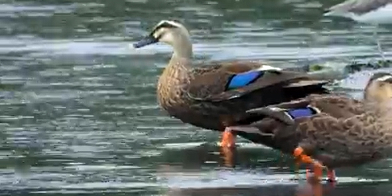 讓人看了很療癒的花嘴鴨1080922