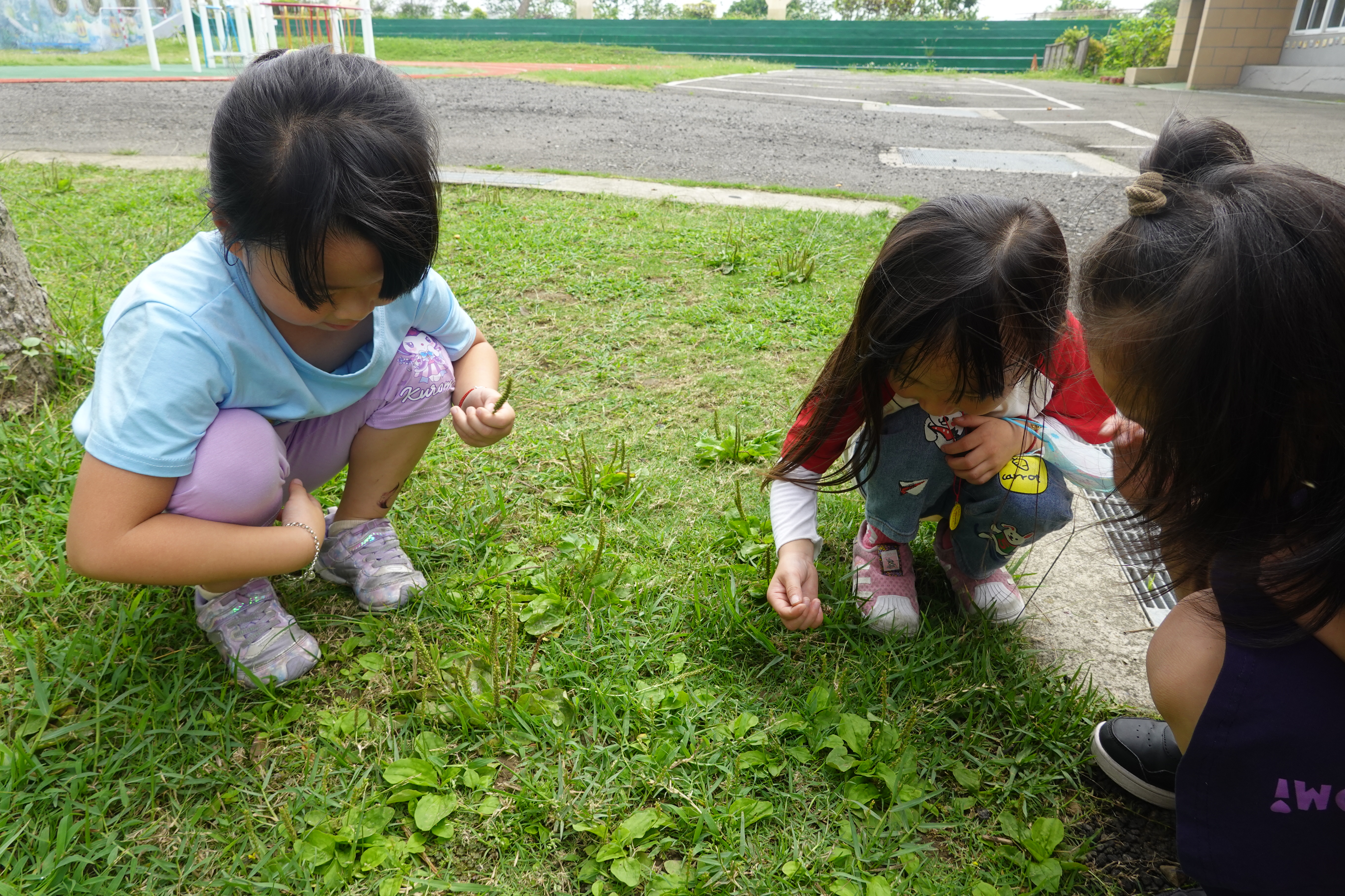校園的花草植物活動照片