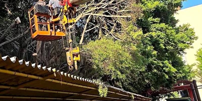 修剪經國路圍牆內側樹木