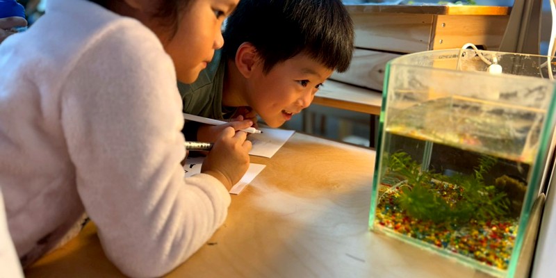 太陽班的新同學-蓋斑鬥魚來了！