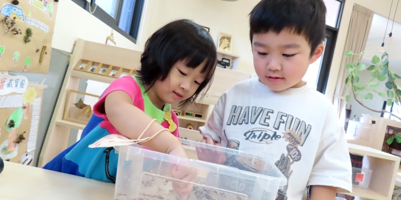 種子的神奇技法(種子的傳播)