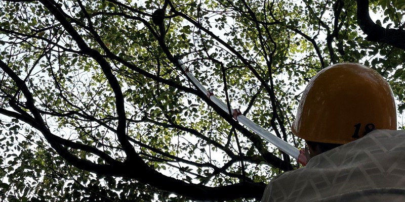 移除樟樹上蟻窩