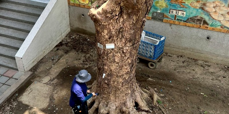 南寮列管樹木健檢gogogo!