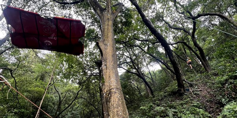 雨落風之谷：一場在樹冠層展開的逆境與成長課程