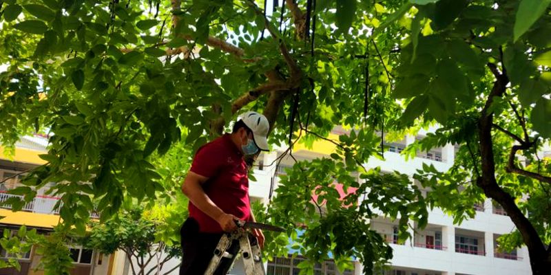 守護師生安全！竹光國中總務處落實校內樹木修剪，防範枯枝傷人