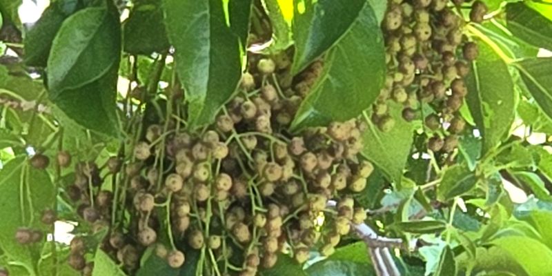竹小校園紀實｜茄苳果實豐盈