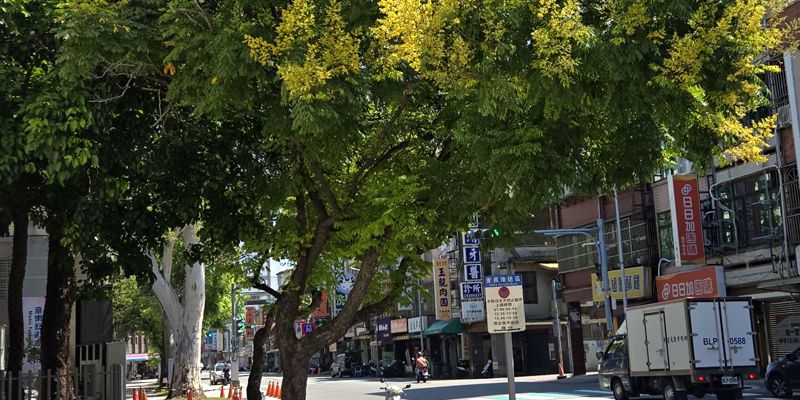 竹小校園紀實｜南大門欒樹金黃