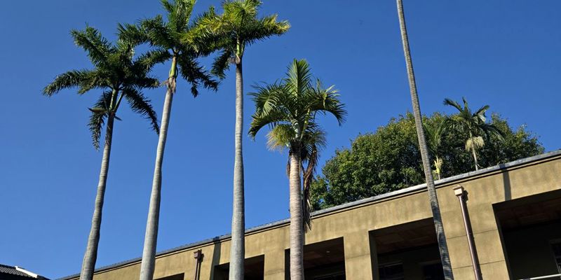 藍天下的百齡樓盡顯古樸之美