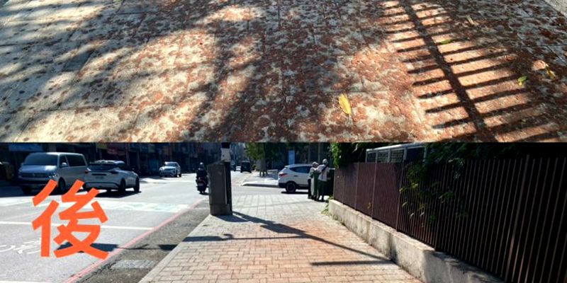 清理通學步道雀榕籽