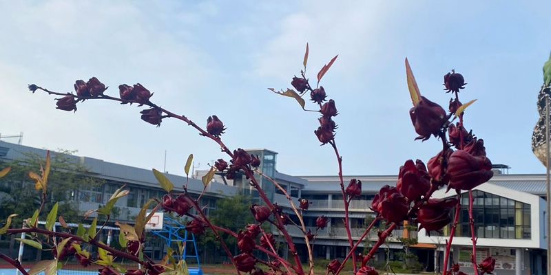 【　港南洛神花季　】